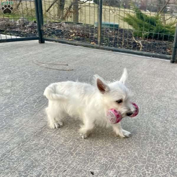 Javon, West Highland Terrier Puppy