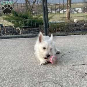 Javon, West Highland Terrier Puppy