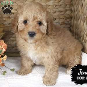 Jenny, Cockapoo Puppy