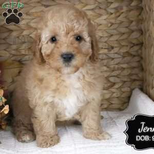 Jenny, Cockapoo Puppy