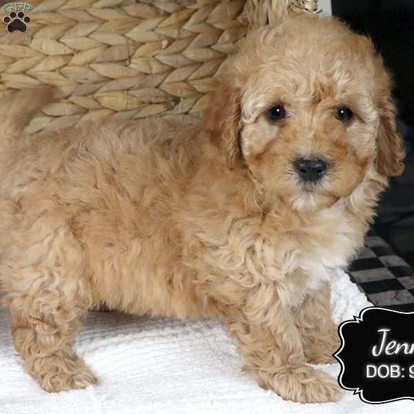 Jenny, Cockapoo Puppy