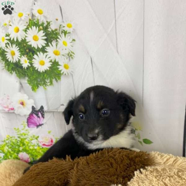 Ace, Australian Shepherd Puppy