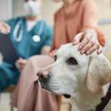 labrador retriever at the vet