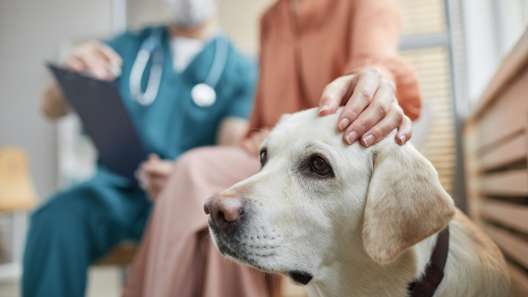 What to Know About Laryngeal Paralysis in Dogs