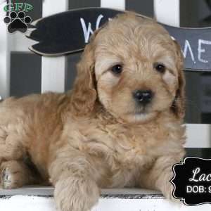 Lacey, Cockapoo Puppy