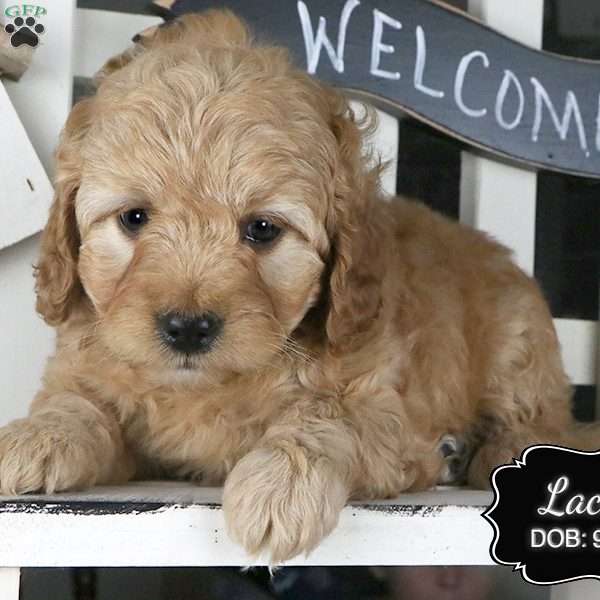 Lacey, Cockapoo Puppy