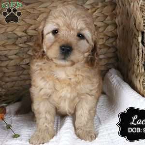 Lacey, Cockapoo Puppy