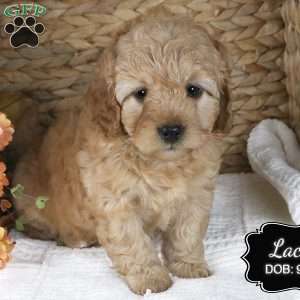 Lacey, Cockapoo Puppy