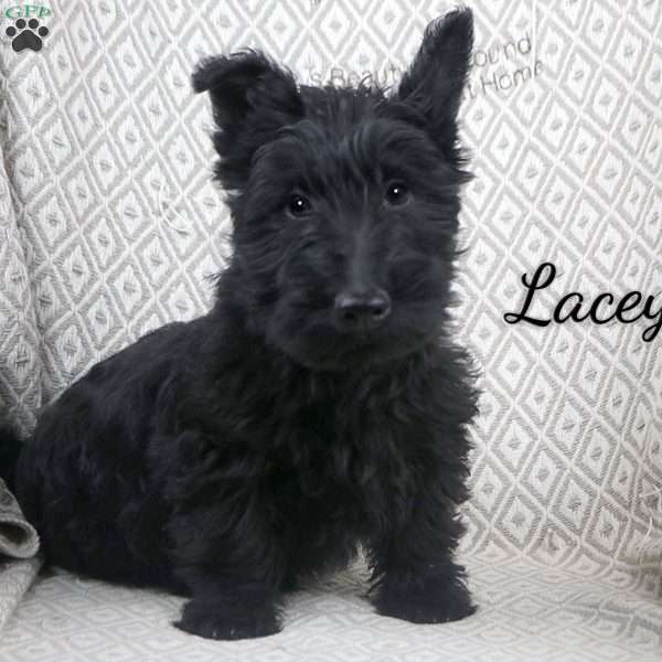 Lacey, Scottish Terrier Puppy