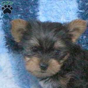 Levi, Yorkie Puppy