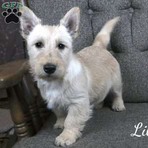 Lila, Scottish Terrier Puppy