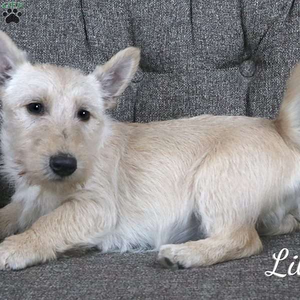 Lila, Scottish Terrier Puppy