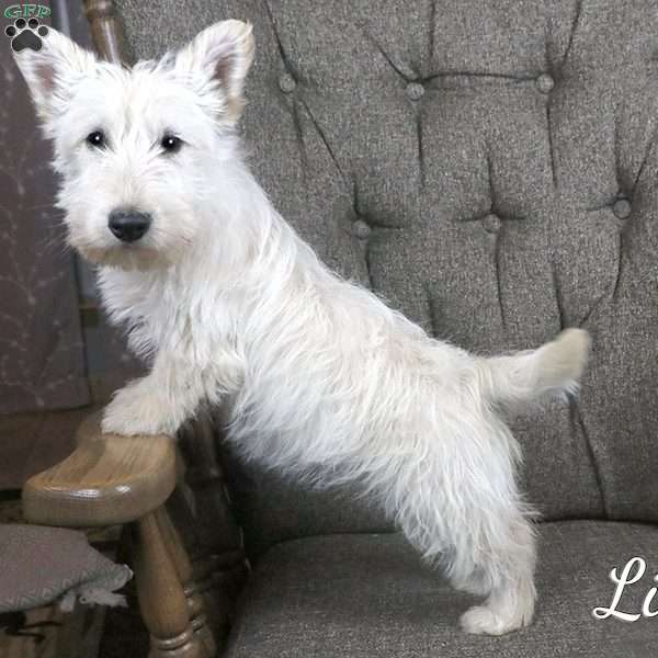 Lily, Scottish Terrier Puppy