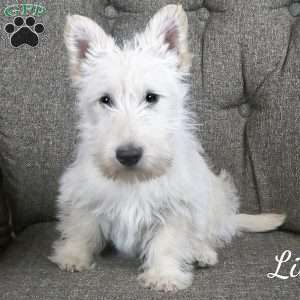 Lily, Scottish Terrier Puppy