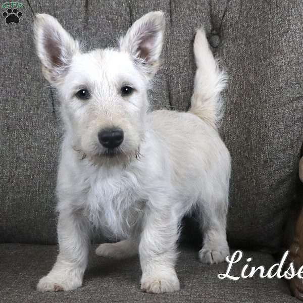 Lindsey, Scottish Terrier Puppy