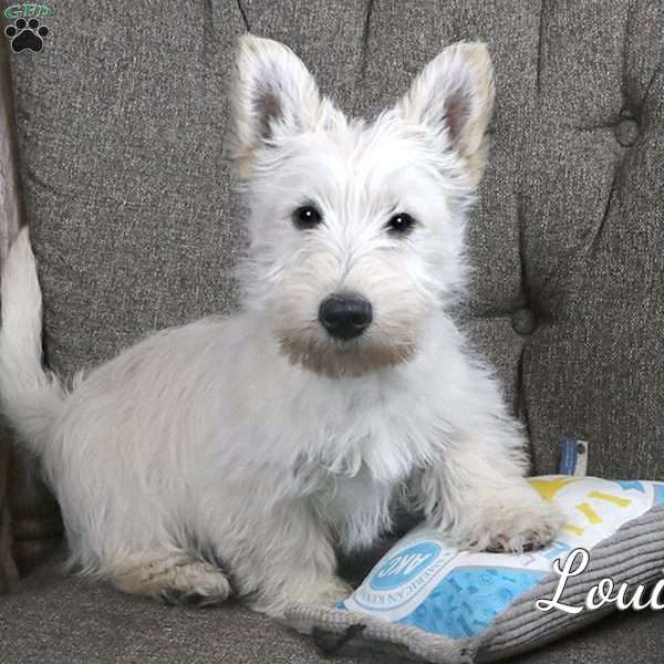 Louie, Scottish Terrier Puppy