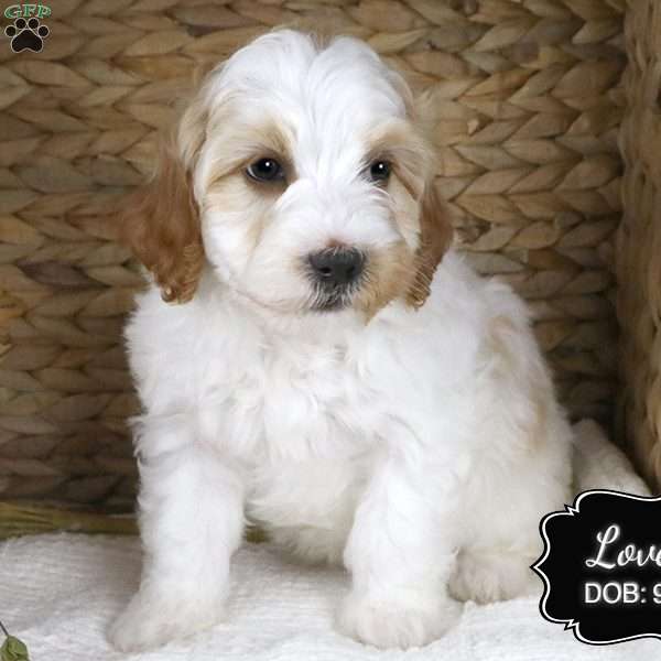 Lovely, Cockapoo Puppy