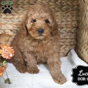 Lucky, Cockapoo Puppy