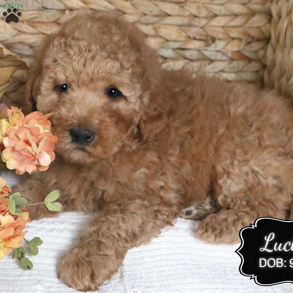 Lucky, Cockapoo Puppy