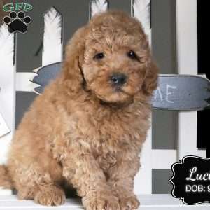 Lucky, Cockapoo Puppy