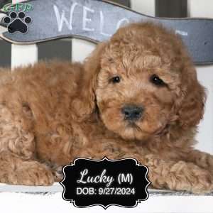 Lucky, Cockapoo Puppy