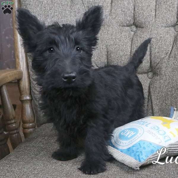 Lucy, Scottish Terrier Puppy