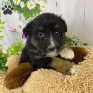 Jasper, Australian Shepherd Puppy