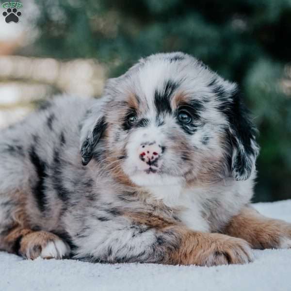 Nemo, Mini Bernedoodle Puppy