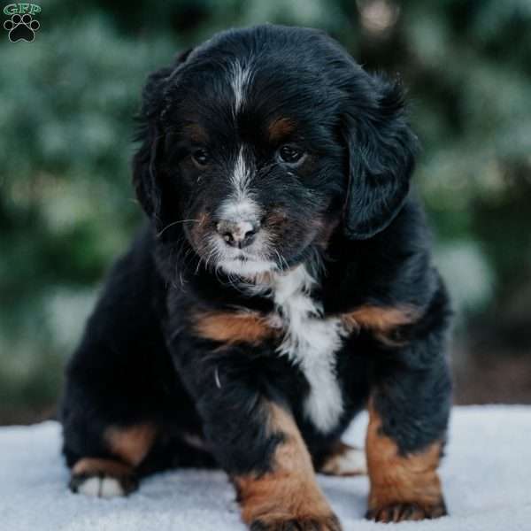 Newton, Mini Bernedoodle Puppy