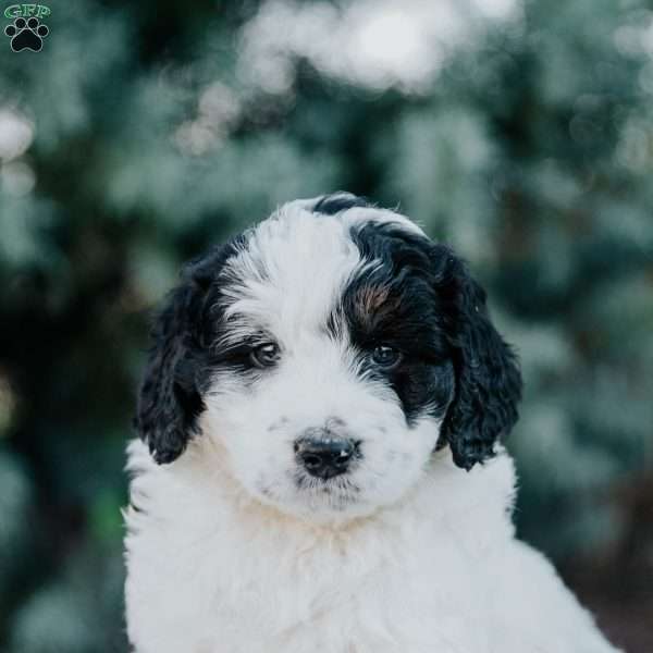Niko, Mini Bernedoodle Puppy