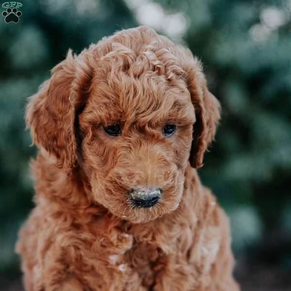 Ranger, Mini Goldendoodle Puppy