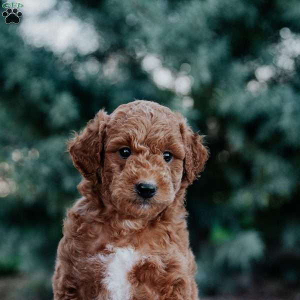 River, Mini Goldendoodle Puppy