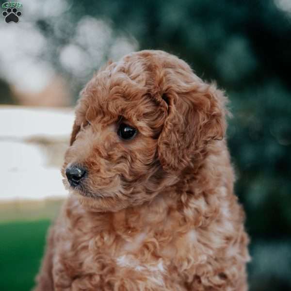 Roman, Mini Goldendoodle Puppy