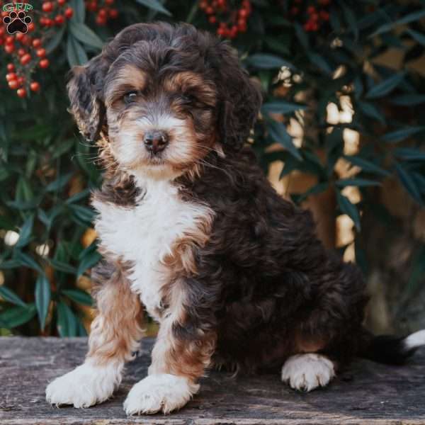 Dino, Bernedoodle Puppy