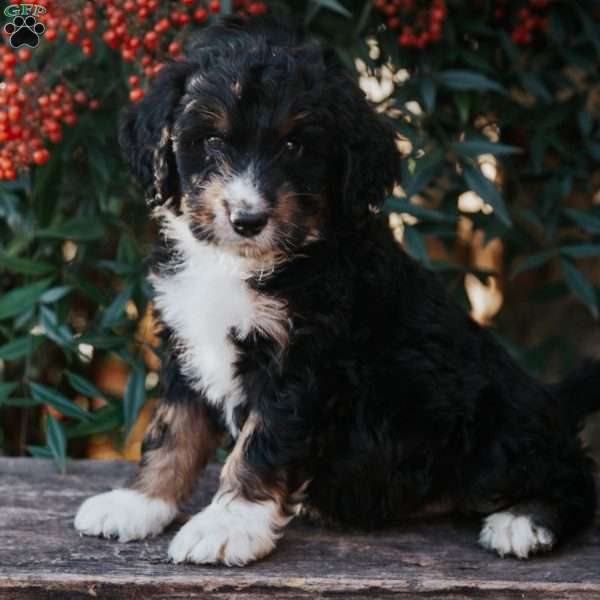 Drake, Bernedoodle Puppy