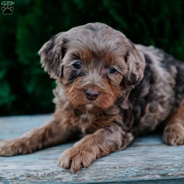 Grey, Cavapoo Puppy