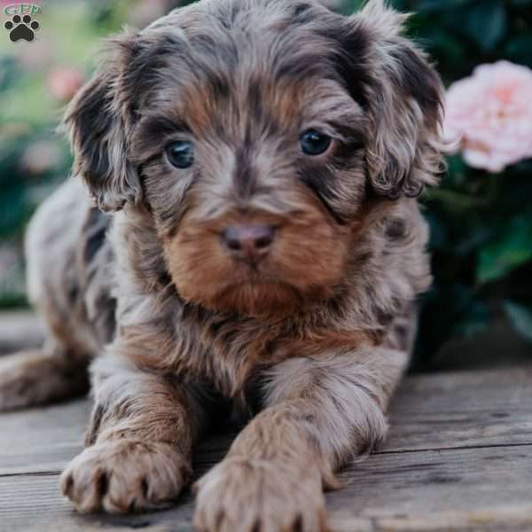 Gus, Cavapoo Puppy