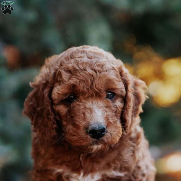 Teddy, Mini Goldendoodle Puppy