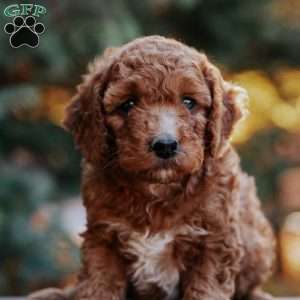 Teddy, Mini Goldendoodle Puppy