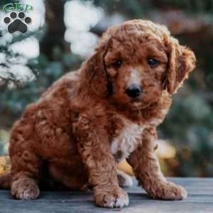 Teddy, Mini Goldendoodle Puppy