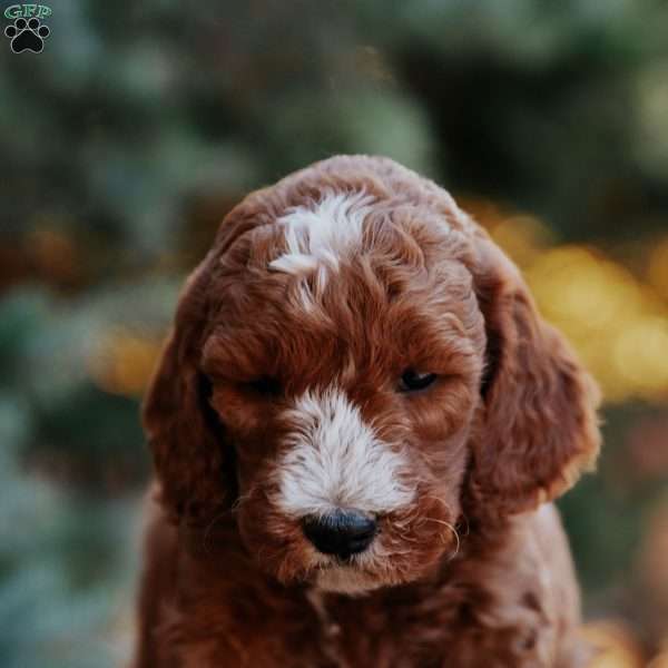 Theo, Mini Goldendoodle Puppy