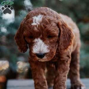 Theo, Mini Goldendoodle Puppy