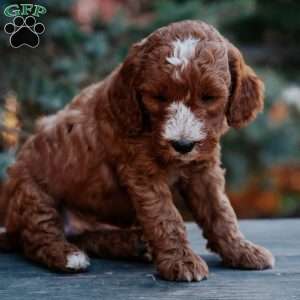 Theo, Mini Goldendoodle Puppy