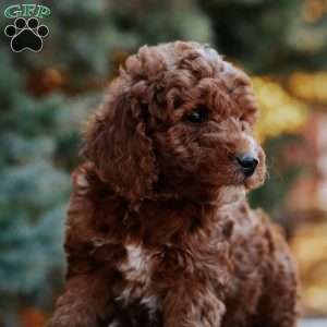 Thor, Mini Goldendoodle Puppy