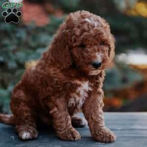 Thor, Mini Goldendoodle Puppy