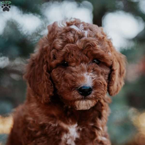 Thor, Mini Goldendoodle Puppy