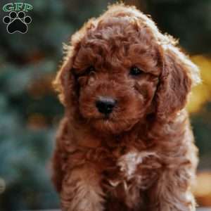 Toby, Mini Goldendoodle Puppy