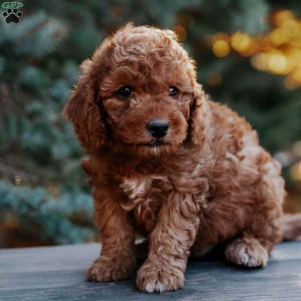 Toby, Mini Goldendoodle Puppy