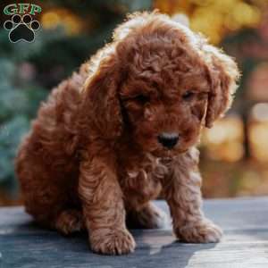 Toby, Mini Goldendoodle Puppy