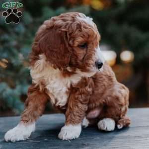 Tripp, Mini Goldendoodle Puppy